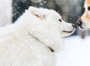 겨울 날씨에 대비한 애완동물 준비