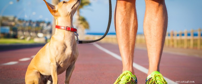 Советы по использованию поводка для прогулок с собакой
