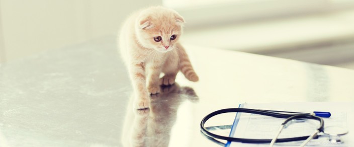 Porta il tuo gatto dal veterinario per la prima volta