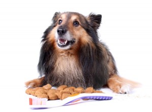 애완동물의 치아 관리