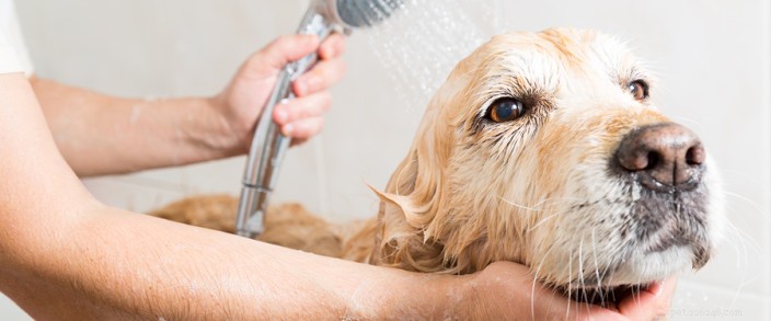 Hur du ger ditt husdjur ett säkert bad