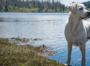 강아지를 위한 물 안전
