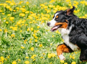 애완동물에게 봄철 알레르기가 있는 경우 대처 방법