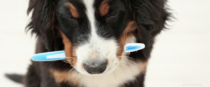 Les soins dentaires sont importants pour la santé de votre animal