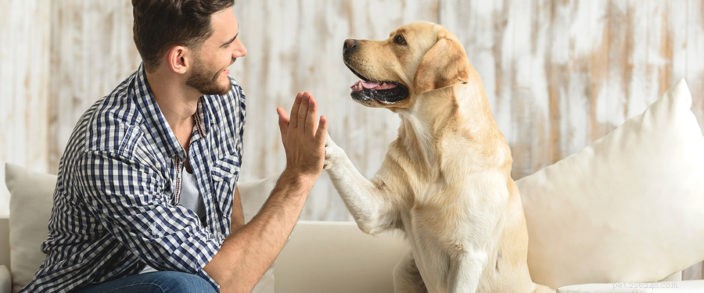 Co je dobré vědět o psí chřipce, abyste ochránili nejlepšího přítele člověka