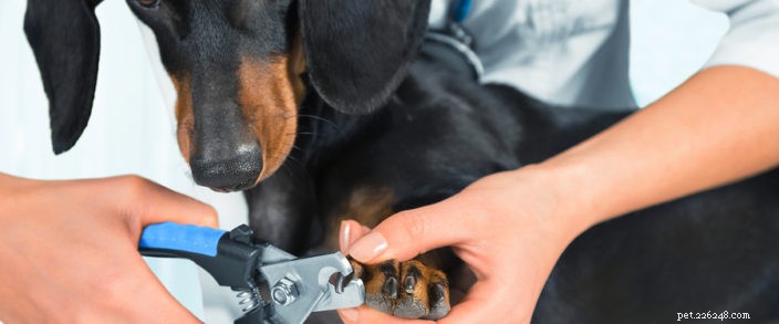 Nagelvård för din hund