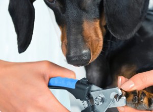 Péče o nehty pro vašeho psa