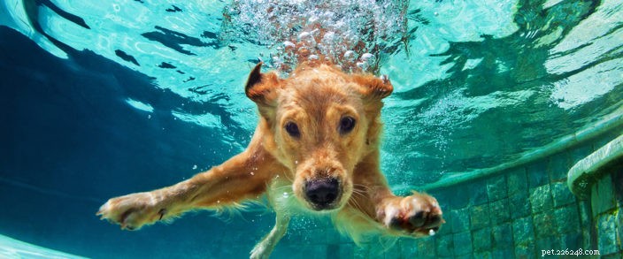 Manter os animais de estimação frescos no verão:segurança na natação para cães