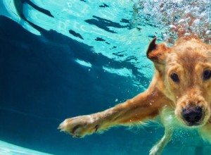 夏にペットを涼しく保つ：犬の水泳の安全性