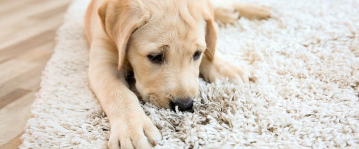 Suggerimenti per la pulizia primaverile per i proprietari di animali domestici
