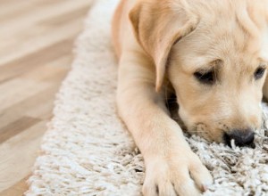 Советы по генеральной уборке для владельцев домашних животных