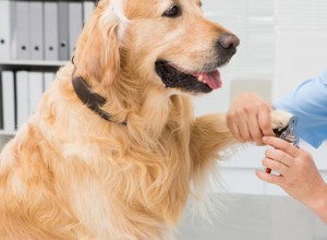 애완동물의 스트레스 징후를 인식하는 방법