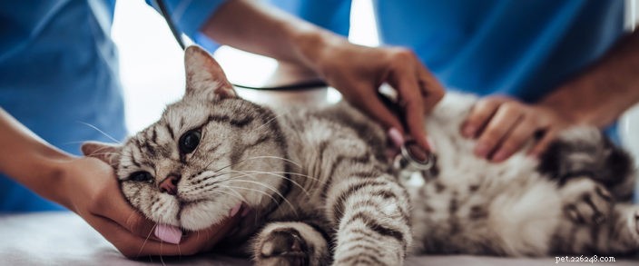 3 doenças e doenças comuns de gatos