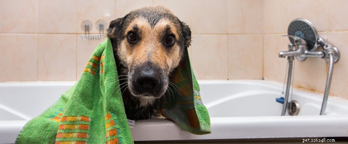 Quanto spesso dovrei fare il bagno al mio cane?