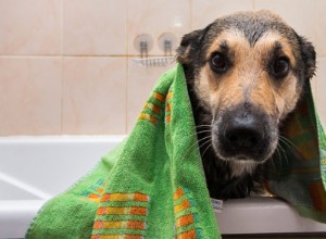 개를 얼마나 자주 목욕시켜야 하나요?