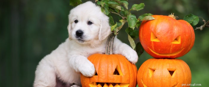 Halloween veiligheid voor uw huisdier
