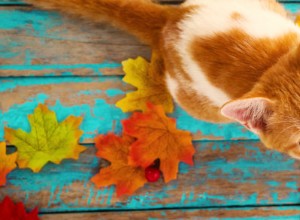 가을 시즌을 위한 애완동물 안전 수칙