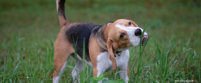 Perché i cani mangiano l erba?