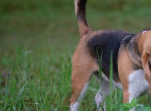 Proč psi jedí trávu?