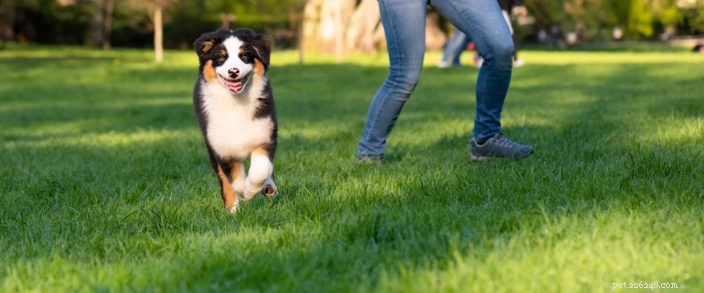 Conscientização sobre dirofilariose para cães