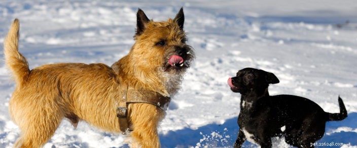 Советы по защите лап вашей собаки от холода и снега