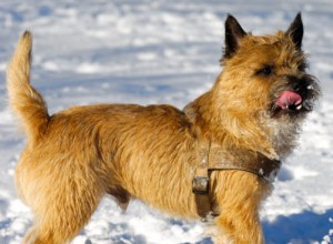 犬の足を寒さや雪から守るためのヒント 