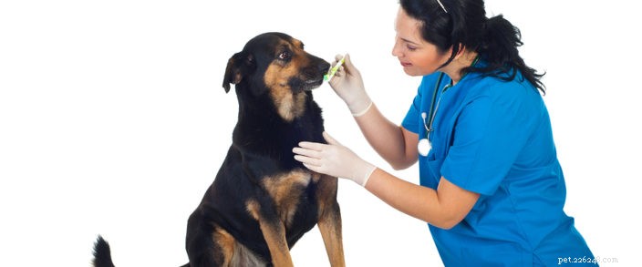 Fevereiro é o mês nacional da saúde bucal do animal de estimação
