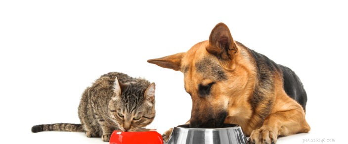 De juiste voeding houdt uw huisdieren gelukkig en gezond