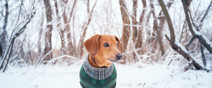 애완동물을 위한 5가지 추운 날씨 정보