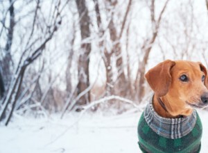 5 советов для домашних животных в холодную погоду