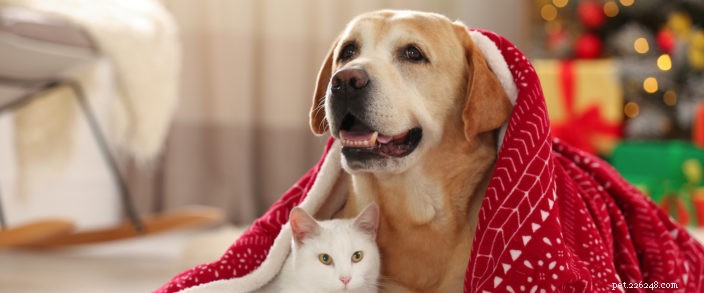 Veiligheidstips voor huisdieren