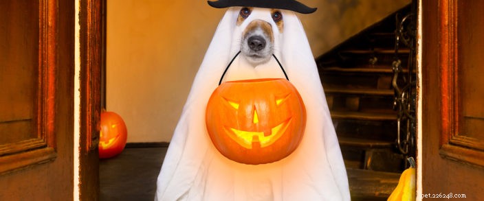 Советы по безопасности для домашних животных на Хэллоуин