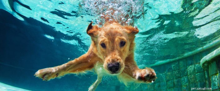 Dicas de segurança na natação para cães
