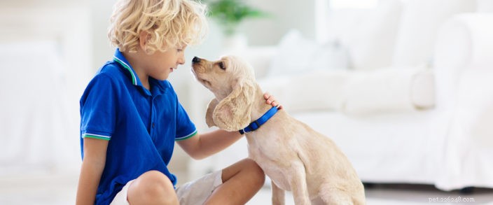 Tips för säker introduktion av barn och husdjur