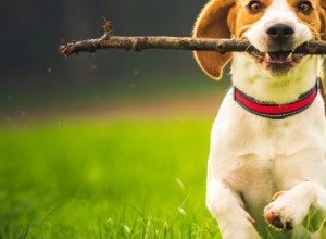 중부 오레곤에서 개를 위한 5가지 여름 건강 문제