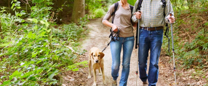 4 tipy na procházky se psem