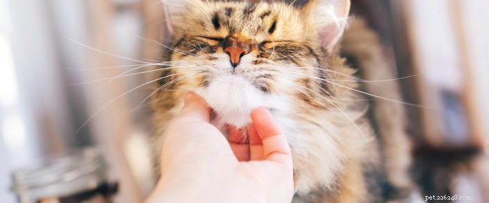 5 tipů pro adopci kočky