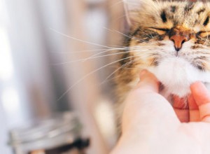 5 tipů pro adopci kočky