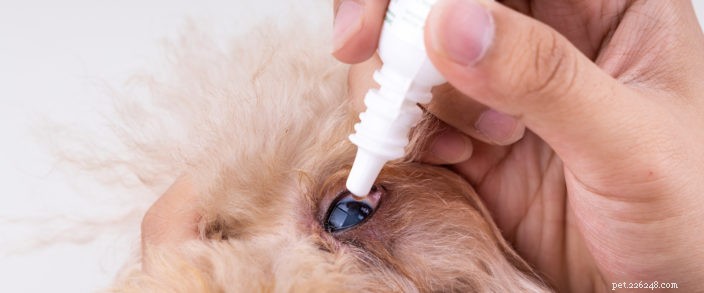 6 vanliga ögonproblem hos dina husdjur