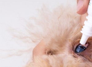 애완동물의 일반적인 눈 문제 6가지