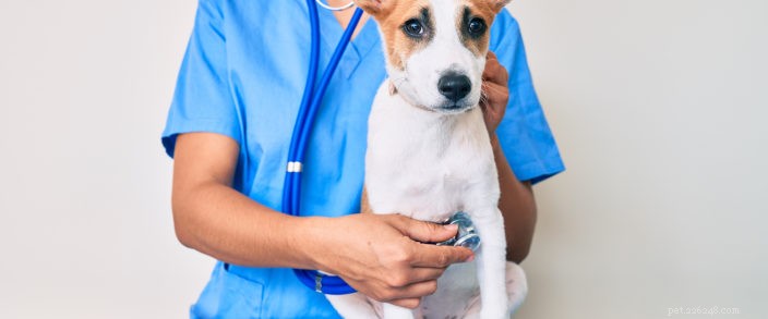 10 otázek, které byste měli položit svému veterináři při každoročním vyšetření