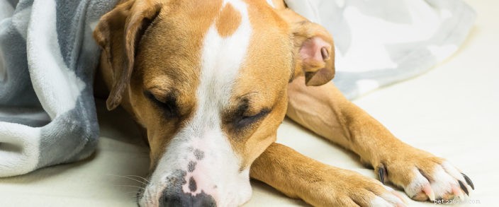 애완동물 암 인식의 달:알아야 할 사항