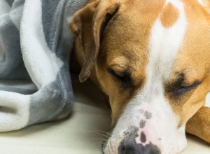 애완동물 암 인식의 달:알아야 할 사항