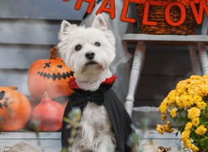 5 советов по безопасности для домашних животных на Хэллоуин