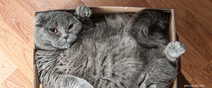 10 mest googlade frågor om katter