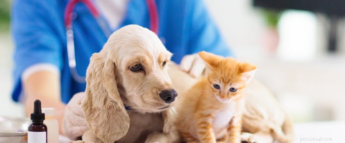 Um guia para seguro de saúde para animais de estimação