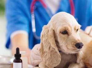 Руководство по медицинскому страхованию домашних животных