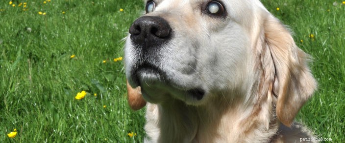 ペットの聴覚と失明に関するヒント 