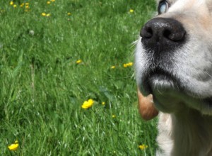 Советы по потере слуха и зрения у домашних животных