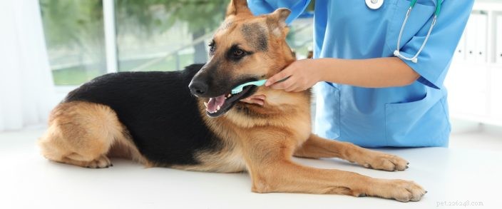 애완동물 치과 건강의 달:치아 청소에 대해 알아야 할 사항